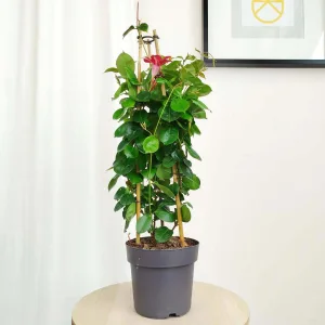 Sandewilla (Mandevilla 'Sundavil Red') czerwona 65cm