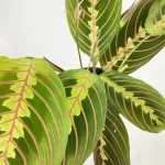 Maranta (Maranta leuconeura Fascinator 'Tricolor') 25cm