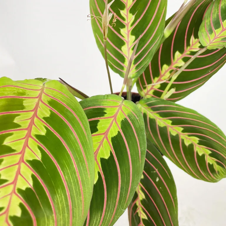 Maranta (Maranta leuconeura Fascinator 'Tricolor') 25cm