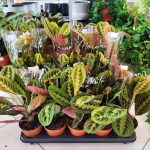 Maranta (Maranta leuconeura Fascinator 'Tricolor') 25cm