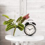 Maranta (Maranta leuconeura Fascinator 'Tricolor') 25cm