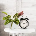 Maranta (Maranta leuconeura Fascinator 'Tricolor') 25cm