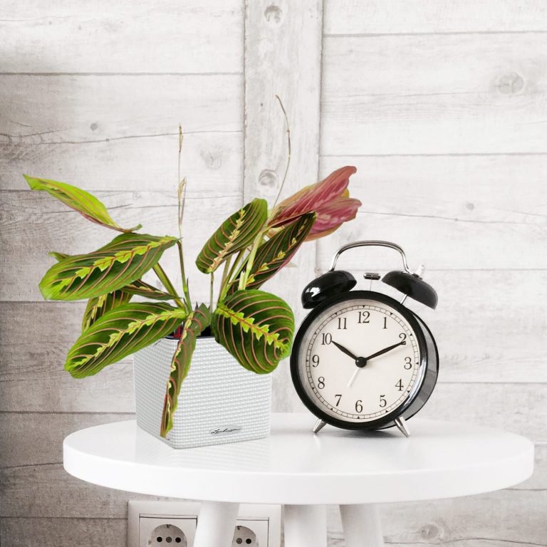 Maranta (Maranta leuconeura Fascinator 'Tricolor') 25cm