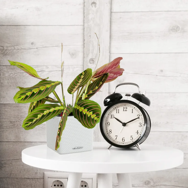 Maranta (Maranta leuconeura Fascinator 'Tricolor') 25cm