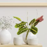 Maranta (Maranta leuconeura Fascinator 'Tricolor') 25cm