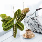 Maranta (Maranta leuconeura Fascinator 'Tricolor') 25cm