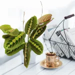 Maranta (Maranta leuconeura Fascinator 'Tricolor') 25cm