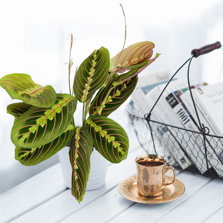 Maranta (Maranta leuconeura Fascinator 'Tricolor') 25cm