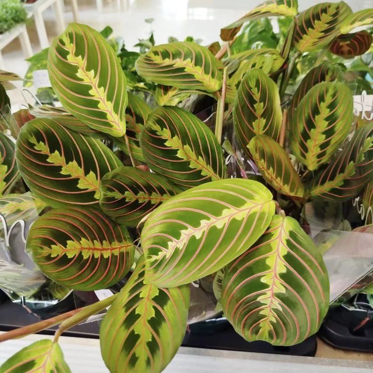 Maranta (Maranta leuconeura Fascinator 'Tricolor') 25cm