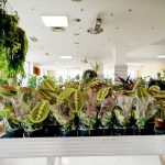 Maranta (Maranta leuconeura Fascinator 'Tricolor') 25cm