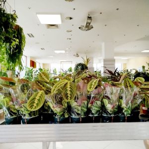 Maranta (Maranta leuconeura Fascinator 'Tricolor') 25cm