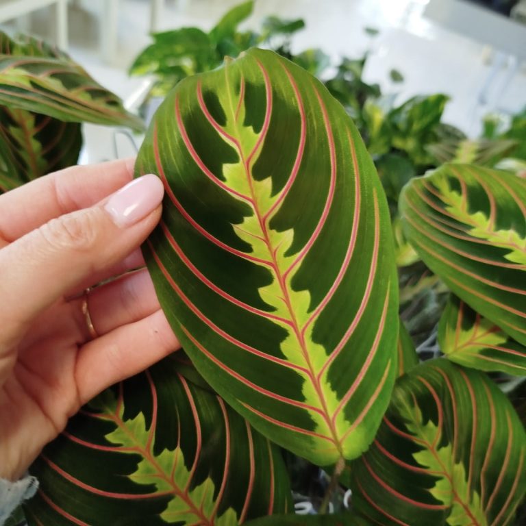 Maranta (Maranta leuconeura Fascinator 'Tricolor') 25cm