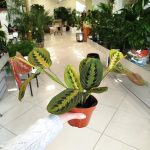 Maranta (Maranta leuconeura Fascinator 'Tricolor') 25cm