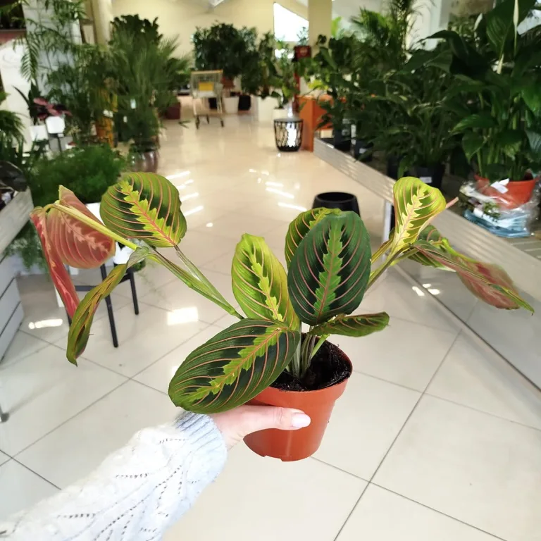 Maranta (Maranta leuconeura Fascinator 'Tricolor') 25cm