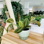 Maranta (Maranta leuconeura Fascinator 'Tricolor') 25cm