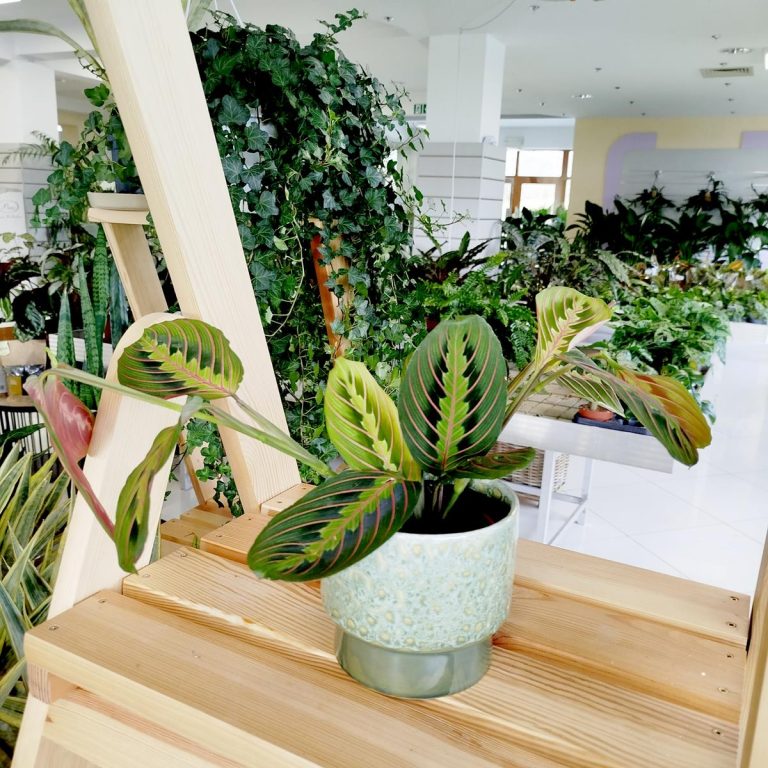 Maranta (Maranta leuconeura Fascinator 'Tricolor') 25cm