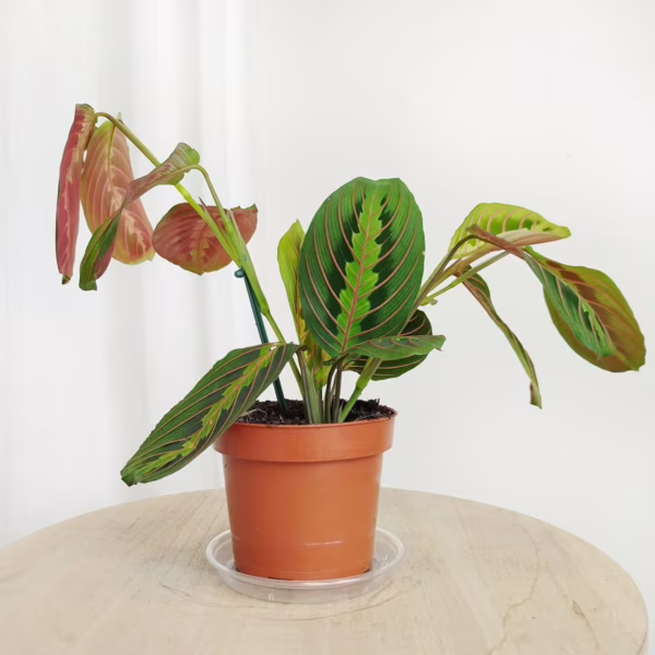 Maranta (Maranta leuconeura Fascinator 'Tricolor') 25cm