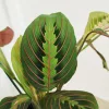 Maranta (Maranta leuconeura Fascinator 'Tricolor’) 25cm