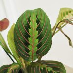 Maranta (Maranta leuconeura Fascinator 'Tricolor') 25cm