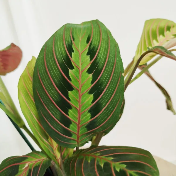 Maranta (Maranta leuconeura Fascinator 'Tricolor') 25cm
