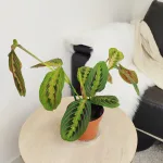 Maranta (Maranta leuconeura Fascinator 'Tricolor') 25cm