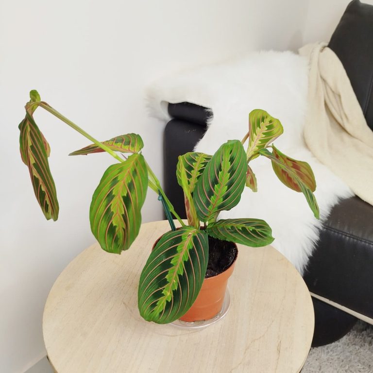 Maranta (Maranta leuconeura Fascinator 'Tricolor') 25cm