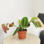 Maranta (Maranta leuconeura Fascinator 'Tricolor') 25cm