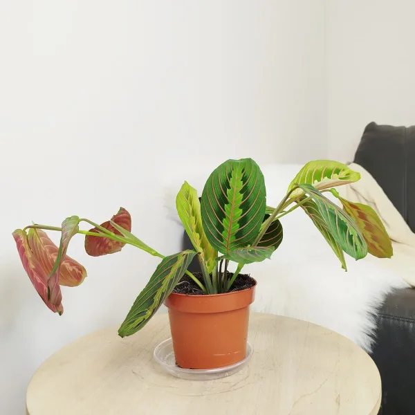 Maranta (Maranta leuconeura Fascinator 'Tricolor') 25cm