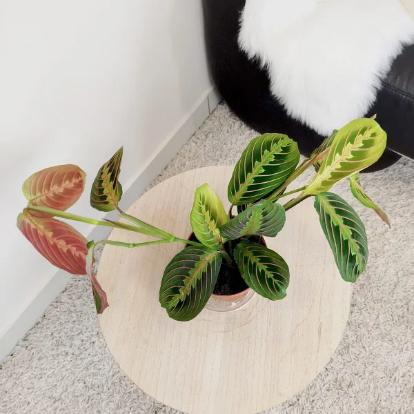 Maranta (Maranta leuconeura Fascinator 'Tricolor') 25cm