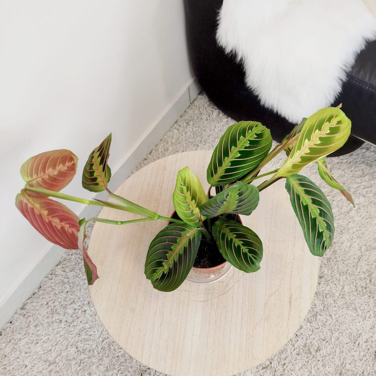 Maranta (Maranta leuconeura Fascinator 'Tricolor') 25cm