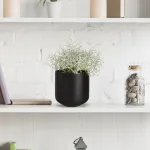 Srebrzyk, Mrozek Kalocefalus (Calocephalus) 20cm