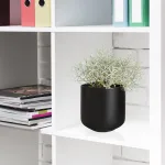 Srebrzyk, Mrozek Kalocefalus (Calocephalus) 20cm