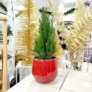 Cyprysik ( Cupressus Lawsona 'Ellwoodii') mini choinka 30cm