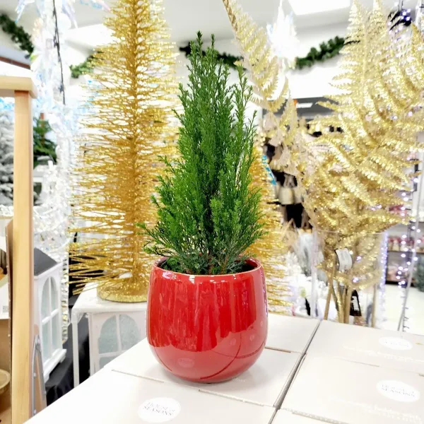 Cyprysik ( Cupressus Lawsona 'Ellwoodii') mini choinka 30cm