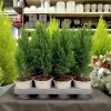 Cyprysik ( Cupressus Lawsona 'Ellwoodii’) mini choinka 30cm