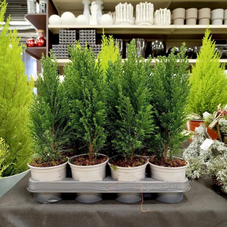 Cyprysik ( Cupressus Lawsona 'Ellwoodii') mini choinka 30cm