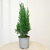 Cyprysik ( Cupressus Lawsona 'Ellwoodii’) mini choinka 30cm