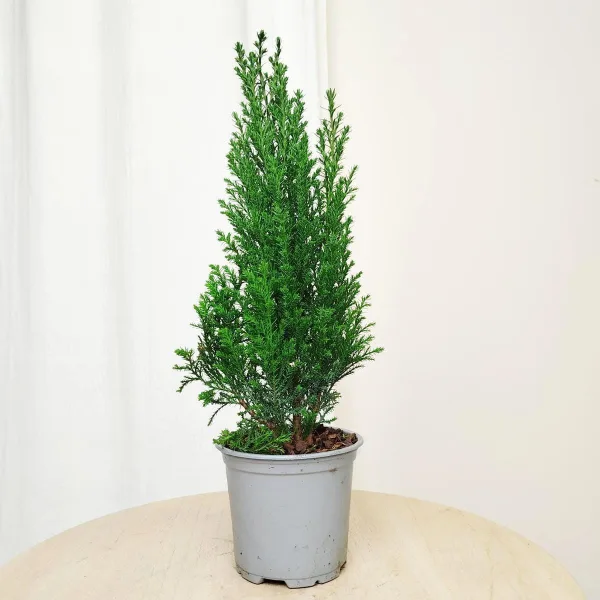Cyprysik ( Cupressus Lawsona 'Ellwoodii') mini choinka 30cm