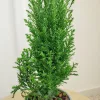 Cyprysik ( Cupressus Lawsona 'Ellwoodii’) mini choinka 30cm