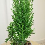 Cyprysik ( Cupressus Lawsona 'Ellwoodii') mini choinka 30cm