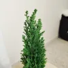 Cyprysik ( Cupressus Lawsona 'Ellwoodii’) mini choinka 30cm