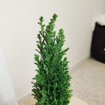 Cyprysik ( Cupressus Lawsona 'Ellwoodii') mini choinka 30cm