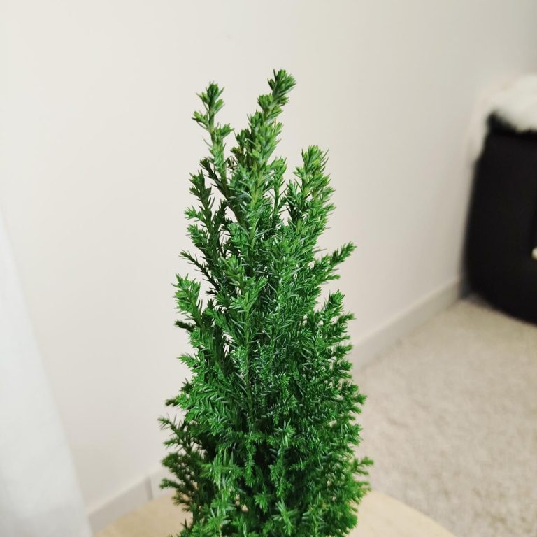 Cyprysik ( Cupressus Lawsona 'Ellwoodii') mini choinka 30cm