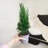Cyprysik ( Cupressus Lawsona 'Ellwoodii’) mini choinka 30cm