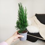 Cyprysik ( Cupressus Lawsona 'Ellwoodii') mini choinka 30cm