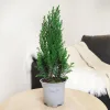 Cyprysik ( Cupressus Lawsona 'Ellwoodii’) mini choinka 30cm