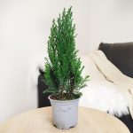Cyprysik ( Cupressus Lawsona 'Ellwoodii') mini choinka 30cm