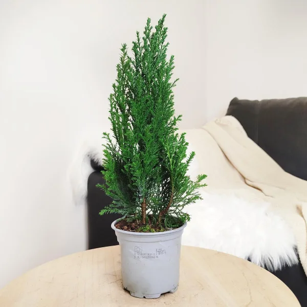Cyprysik ( Cupressus Lawsona 'Ellwoodii') mini choinka 30cm