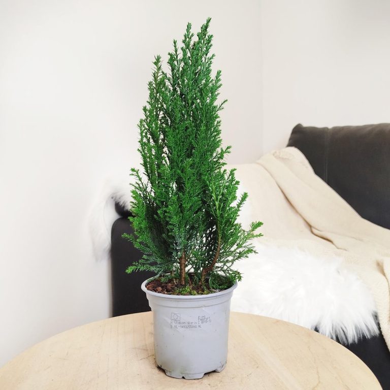 Cyprysik ( Cupressus Lawsona 'Ellwoodii') mini choinka 30cm
