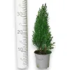 Cyprysik ( Cupressus Lawsona 'Ellwoodii’) mini choinka 30cm